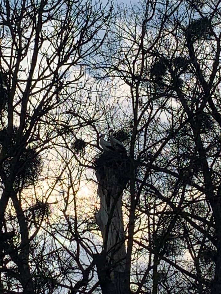 cigogne blanche en visite proche d’Englancourt